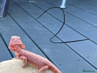 Bearded Dragon reptiles - Advert 22
