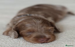 Miniature Dachshund dogs for sale: 5StarsLicensed+LongHaired+KC+PRAClear+VetChecked - Image 17