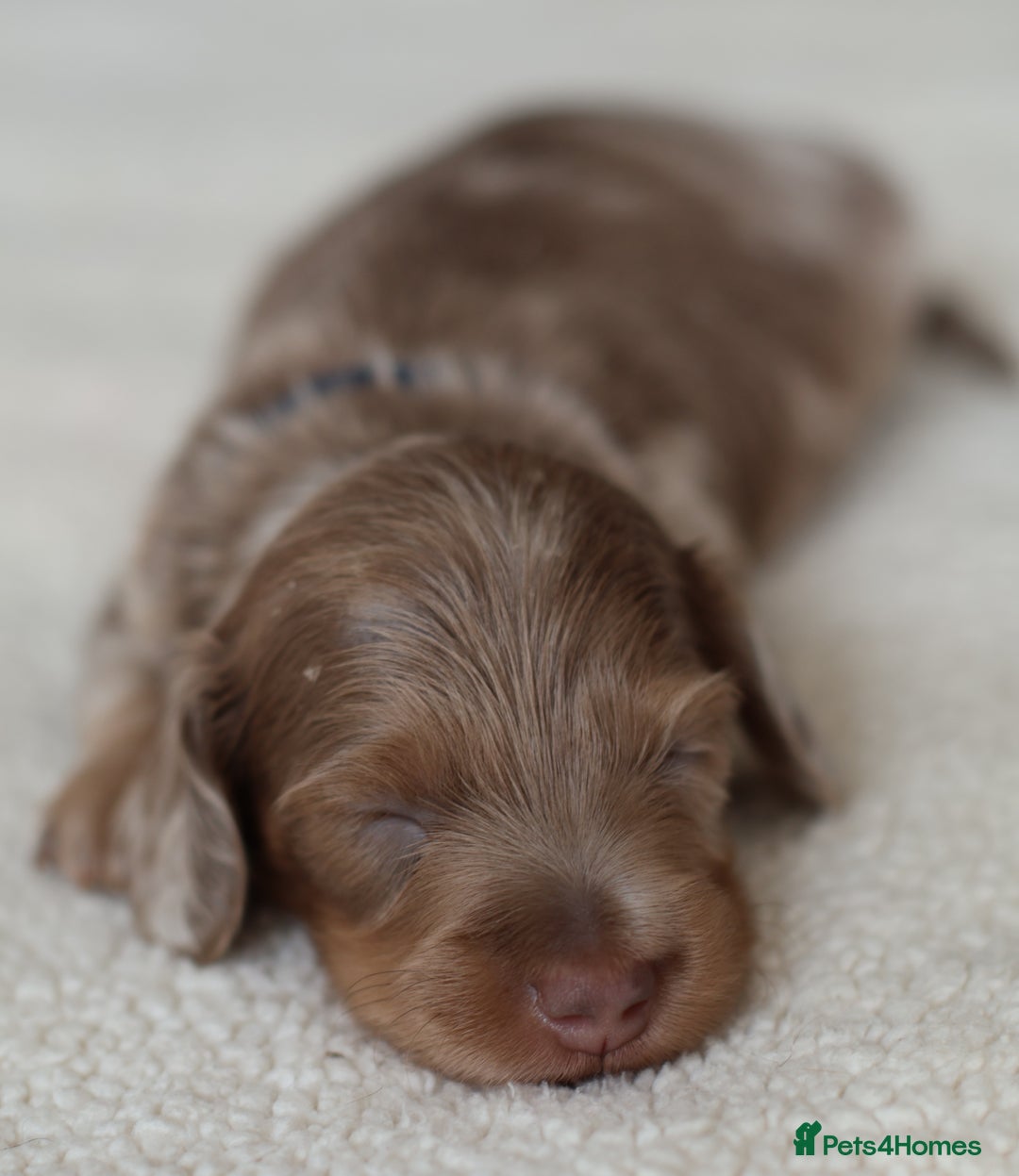 Miniature Dachshund dogs for sale: 5StarsLicensed+LongHaired+KC+PRAClear+VetChecked - Image 17