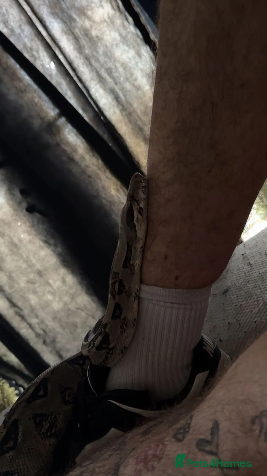Snake reptiles for sale: 3/4 year old boa constrictor  in Clacton-on-Sea - Advert 4