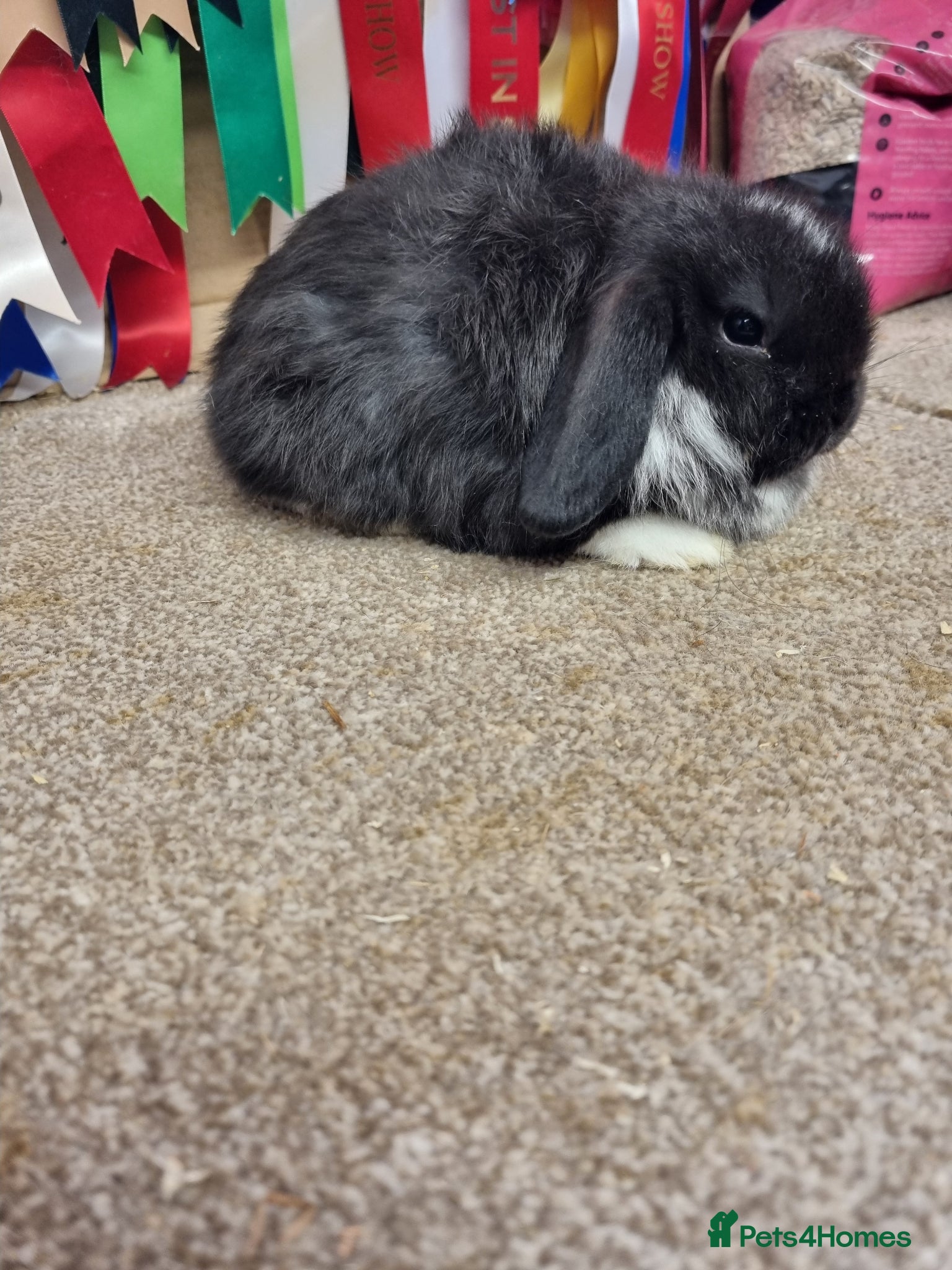 Mini Lop rabbits Gorgeous mini lops babies - Advert 2