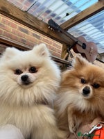 Pomeranian dogs - Advert 12