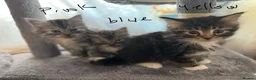 Maine Coon cats for sale: Beautiful Maine coons  in Tadley - Advert 11