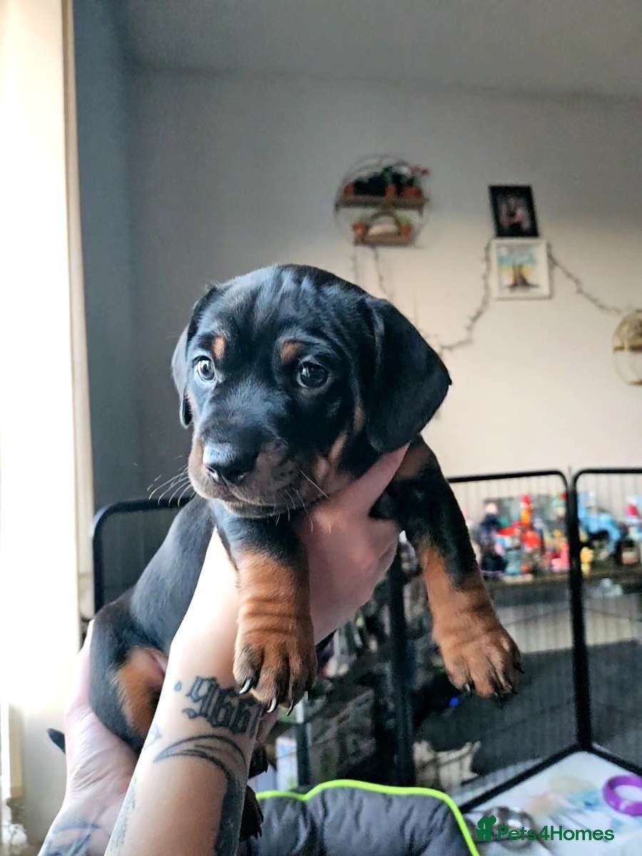 Mixed Breed dogs Beautiful little black & tan boy, dachshund mix🥹 - Advert 18