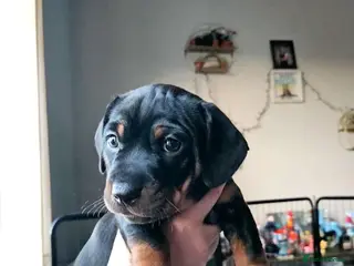 Mixed Breed dogs Beautiful little black & tan boy, dachshund mix🥹 - Advert 18