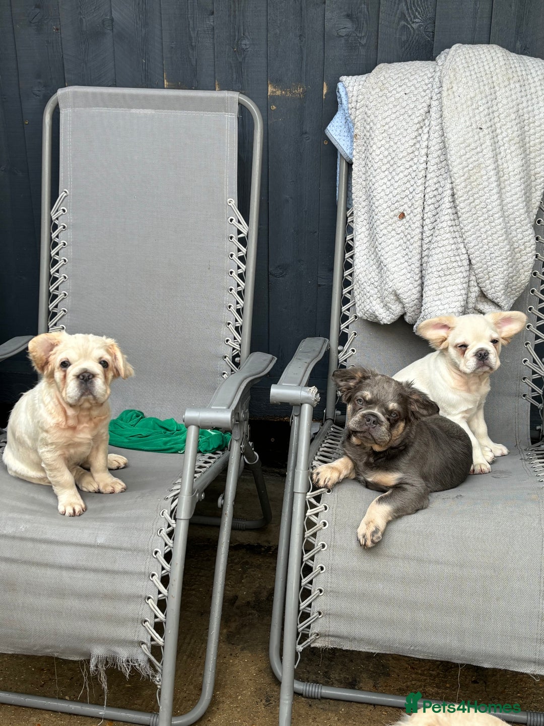 French Bulldog dogs for sale: Quality 5star🌟full visual fluffy French bulldogs  - Image 28