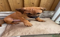 Rhodesian Ridgeback dogs for sale: 🦁KC RHODESIAN RIDGEBACKS PUPPIES🦁  - Image 5