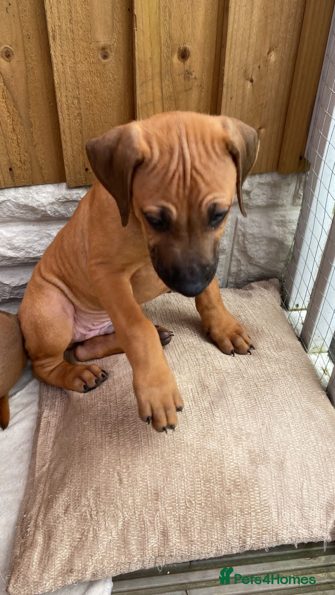Rhodesian Ridgeback dogs for sale: 🦁KC RHODESIAN RIDGEBACKS PUPPIES🦁  - Image 5