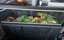 Corn Snake reptiles for sale: Unsexed corn snake - Image 1