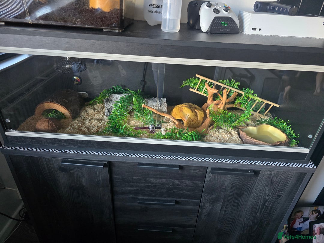 Corn Snake reptiles for sale: Unsexed corn snake - Image 1