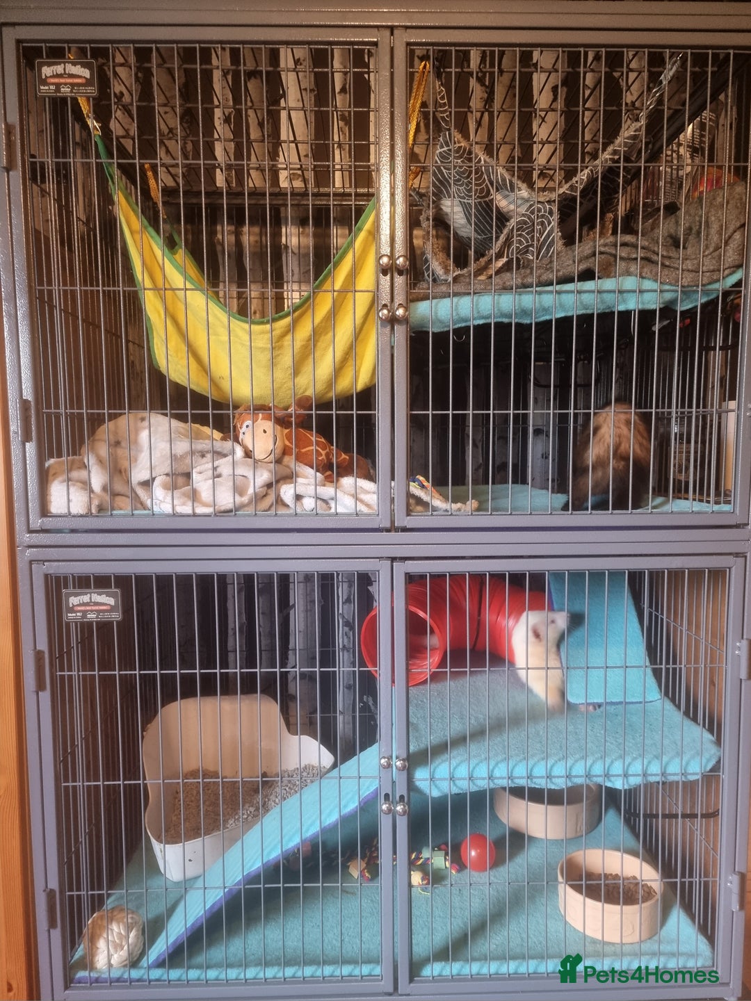Ferret rodents for sale: 2 male pet ferrets and full setup  - Image 3