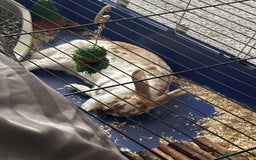 English rabbits for sale: Daisy - do not know the breed - Image 3