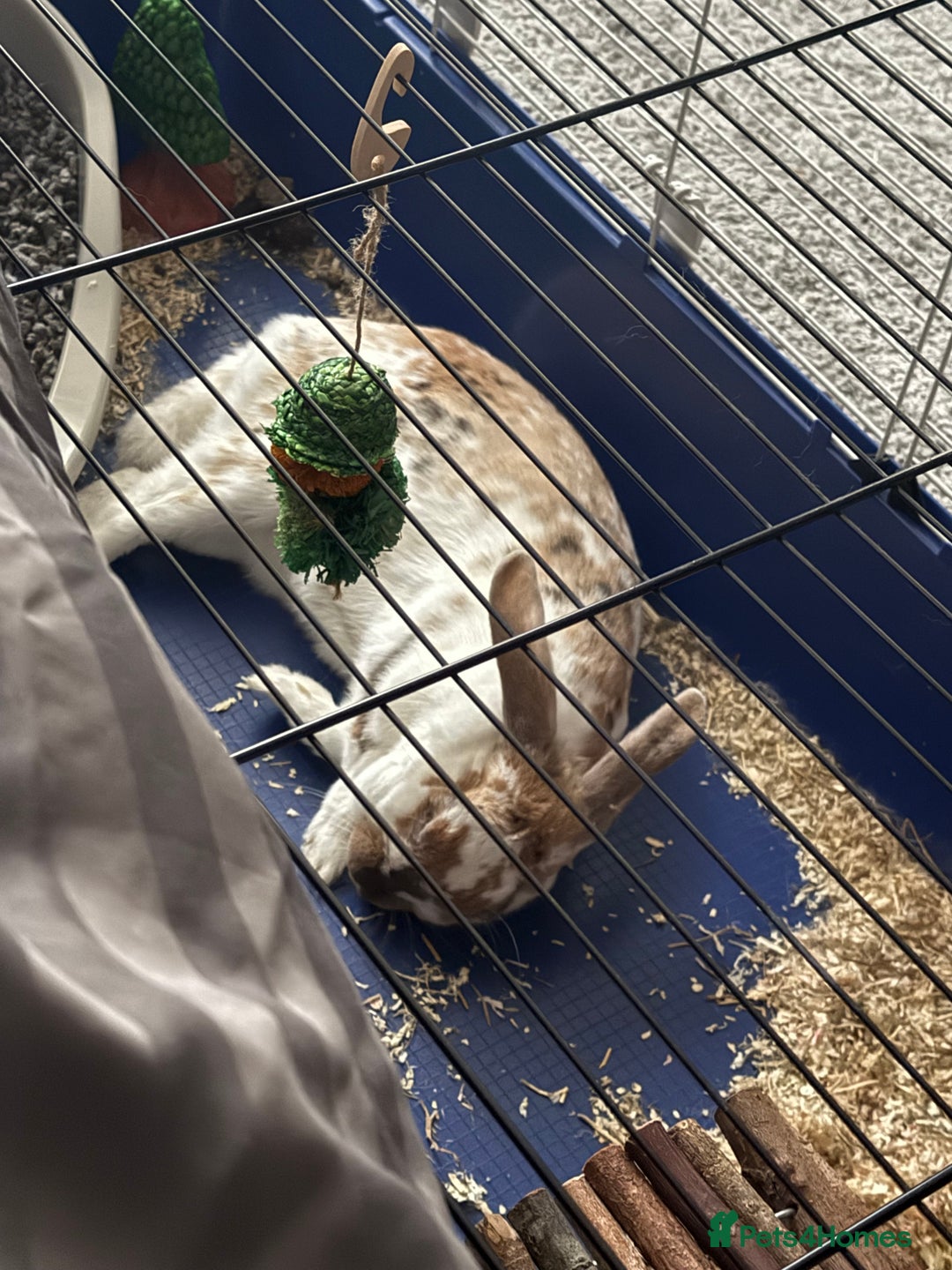 English rabbits for sale: Daisy - do not know the breed - Image 3
