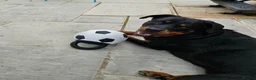 Rottweiler dogs for sale: Family-Raised Pedigree Rottweiler Puppies in Rotherham - Advert 14