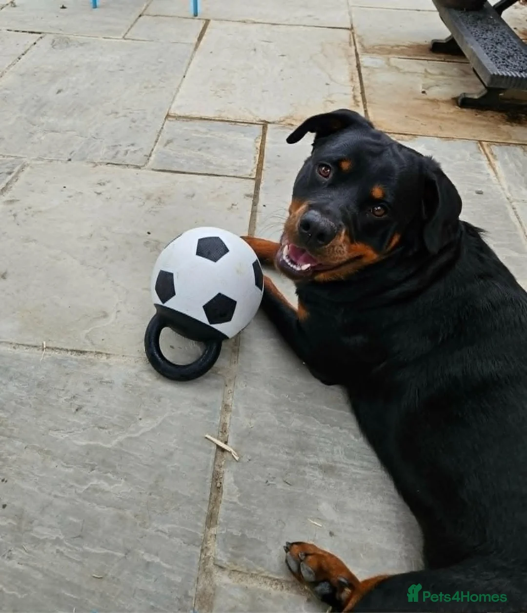 Rottweiler dogs for sale: Family-Raised Pedigree Rottweiler Puppies in Rotherham - Advert 14