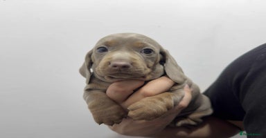 Miniature Dachshund dogs KC Reg Miniature Dachsunds - Advert 2