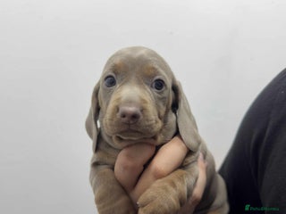 Miniature Dachshund dogs for sale: KC Reg Miniature Dachsunds - Advert 1