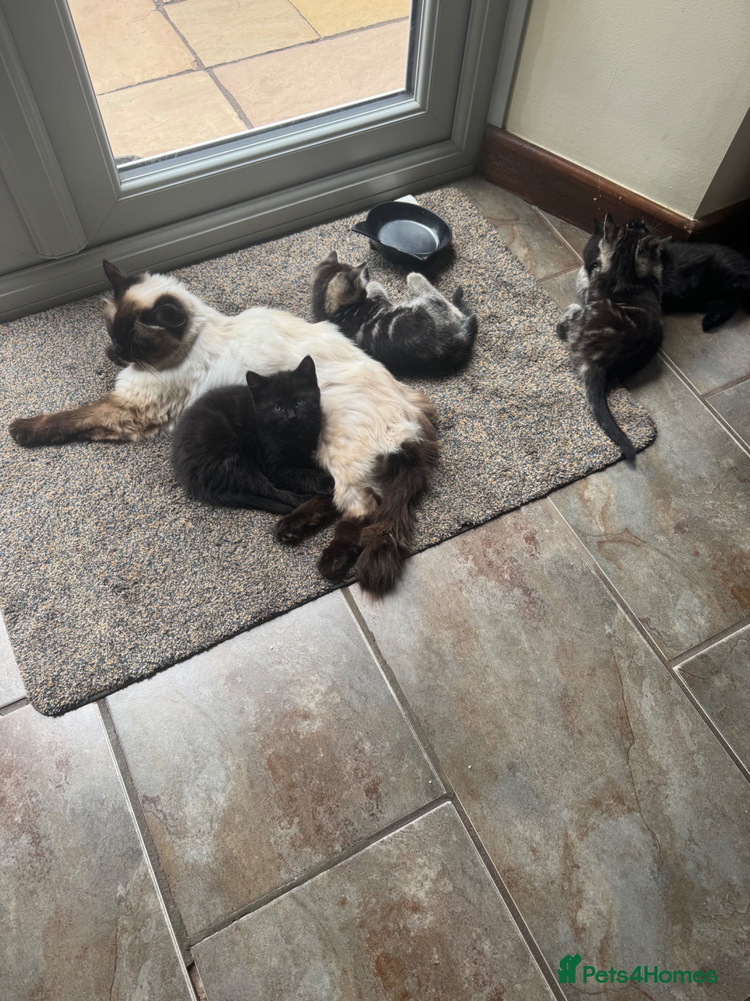 Mixed Breed cats for sale: Ragdoll x kittens - Advert 1