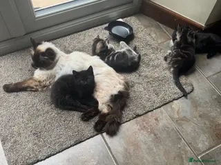 Mixed Breed cats Ragdoll x kittens - Advert 1