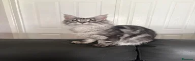 Maine Coon Kitten 5