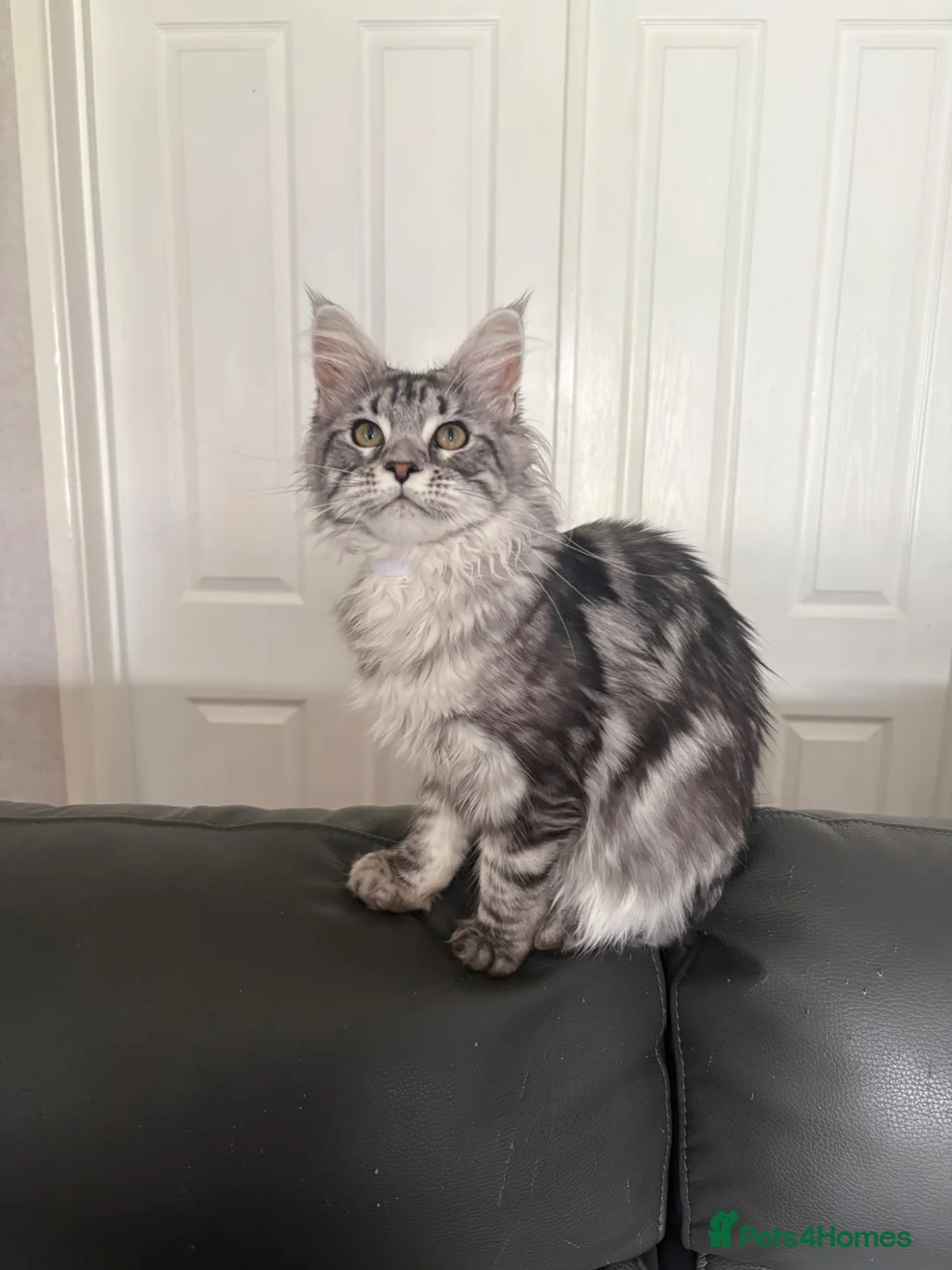 Maine Coon cats for sale: Beautiful TICA registered Maine Coon Kittens,  - Advert 2