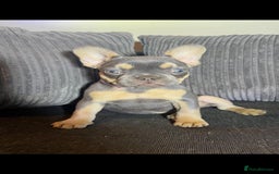 French Bulldog dogs for sale: Premium French Bulldog Puppies  - Advert 2