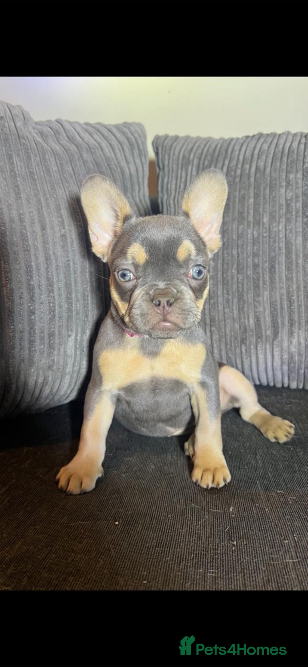 French Bulldog dogs for sale: Premium French Bulldog Puppies  - Advert 2
