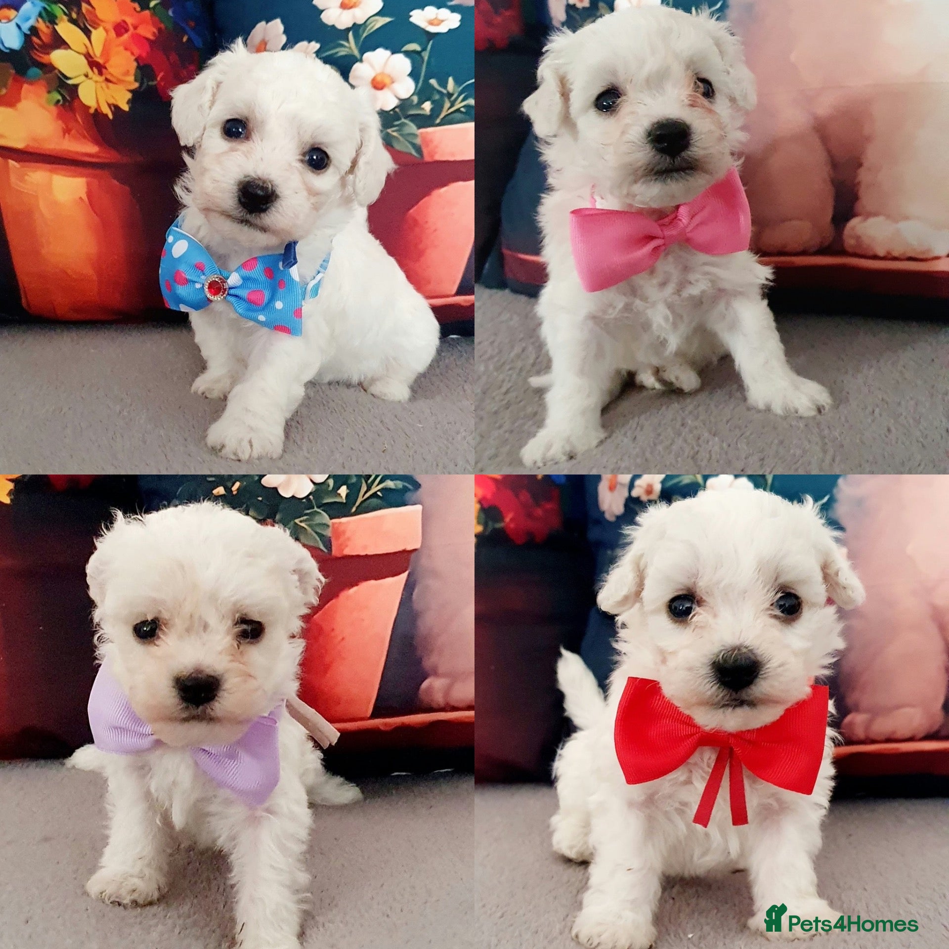 Bichon Frise dogs Pure Pedigree Champion Bloodline Bichon Frise 🐾🐶 - Advert 1