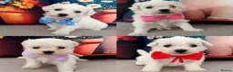 Bichon Frise dogs for sale: Pure Pedigree Champion Bloodline Bichon Frise 🐾🐶 - Advert 1