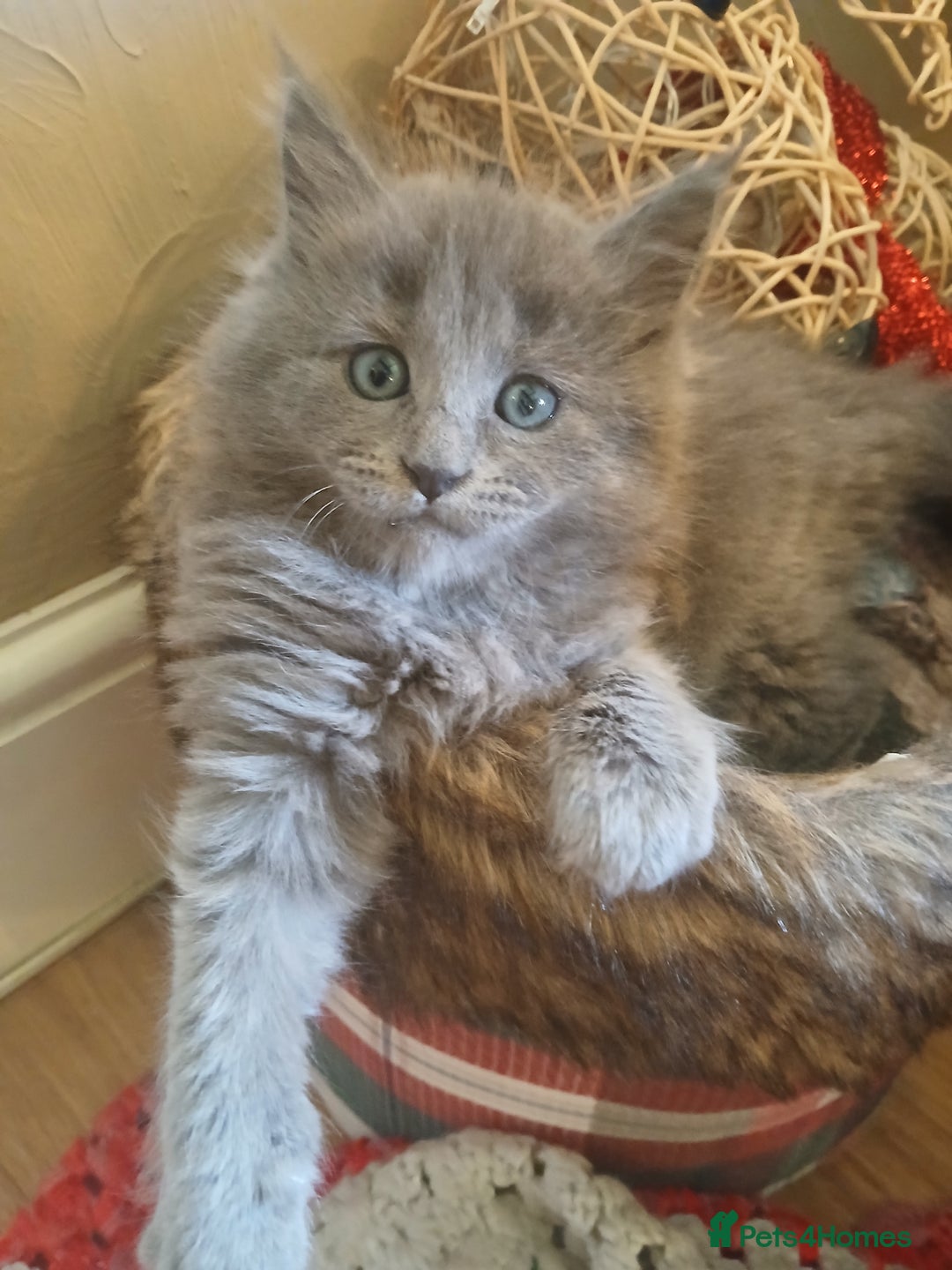 Mixed Breed cats for sale: Maine Coon crossed with Ragdoll ( Ragcoon )  - Image 1
