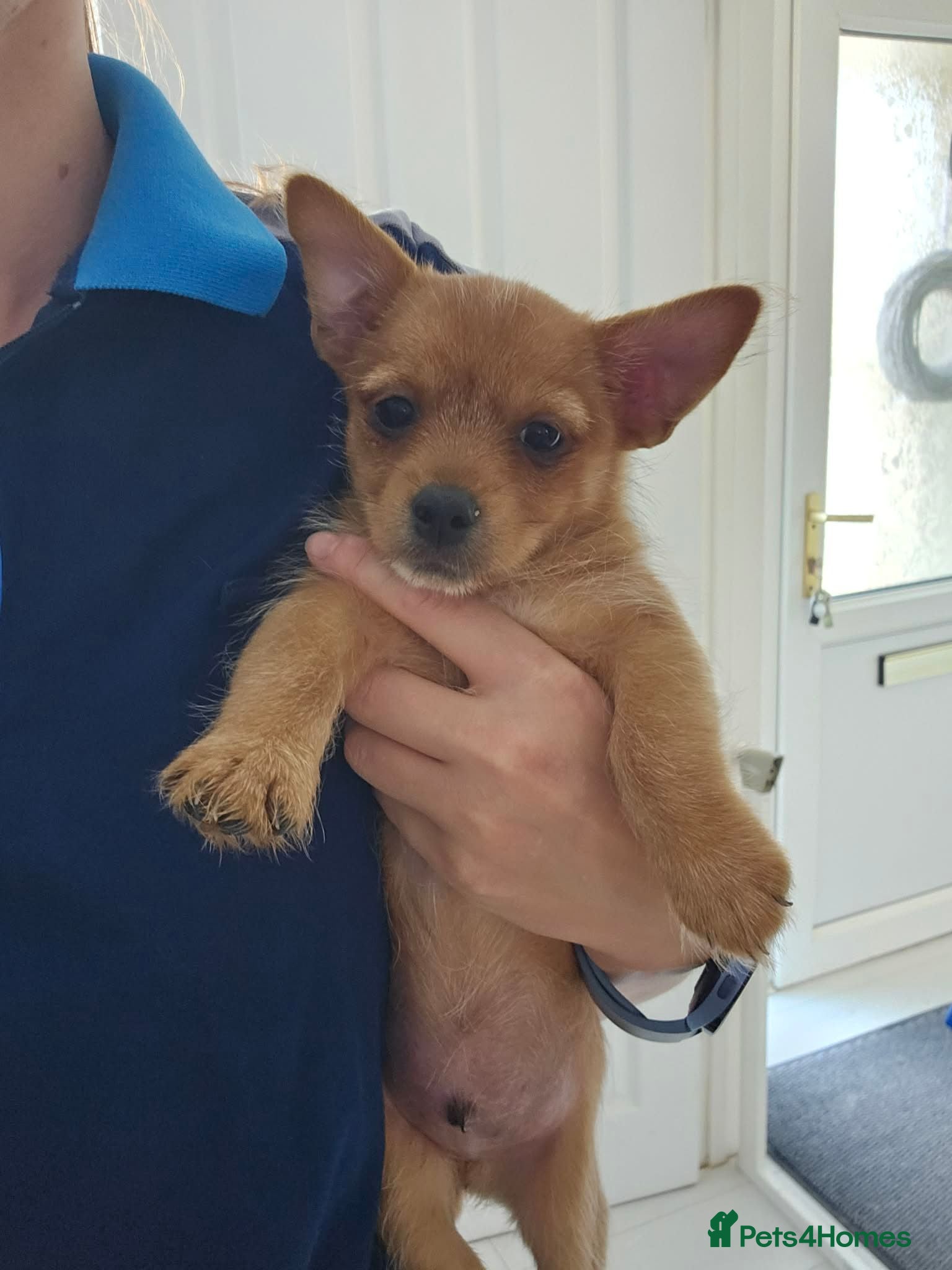 Mixed Breed dogs Yorkshire Terrier x Pomeranian puppy - Advert 14
