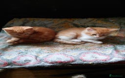 Mixed Breed cats for sale: Persian mix kittens and mother - Image 1
