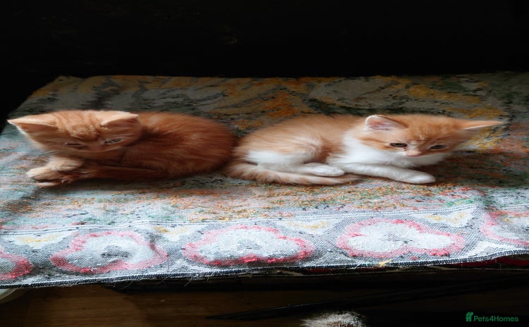 Mixed Breed cats - Advert 10