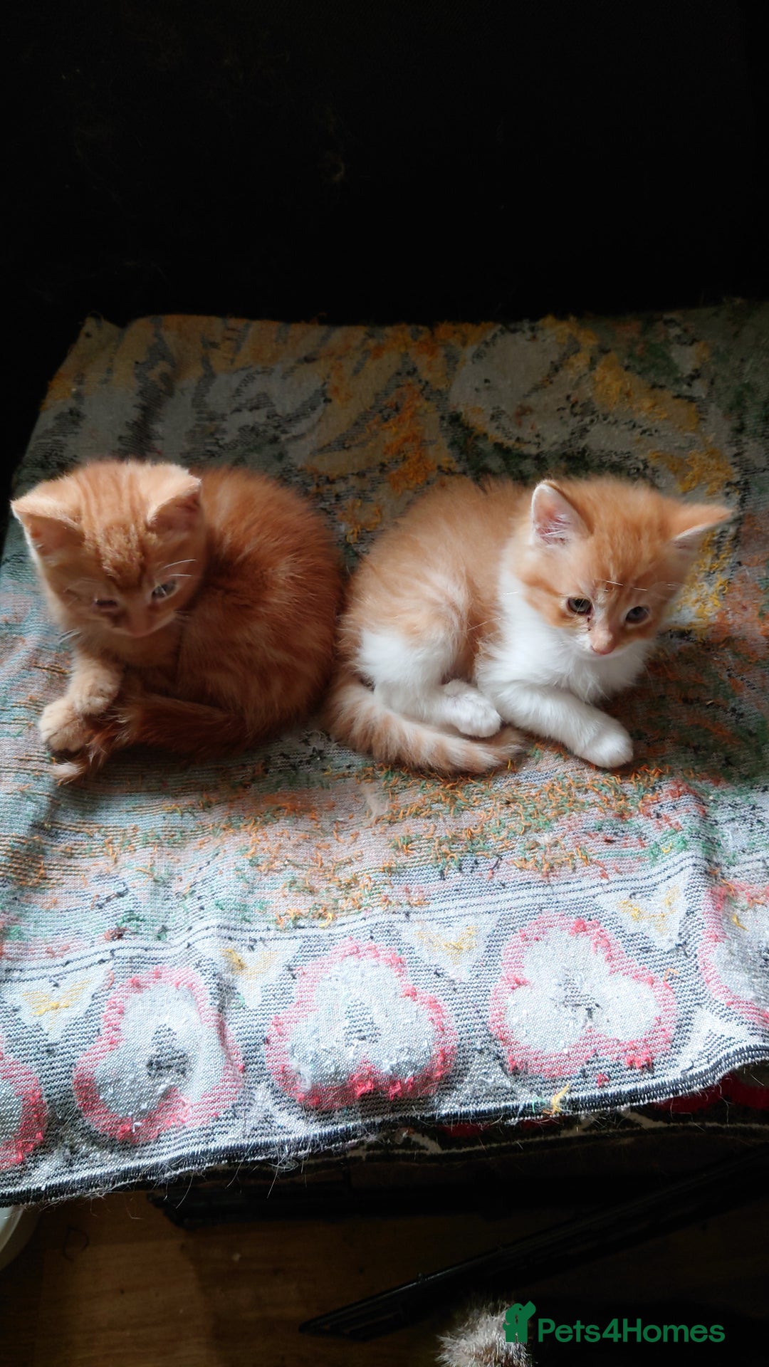 Mixed Breed cats for sale: Persian mix kittens and mother - Image 1