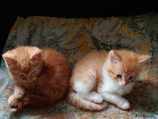 Mixed Breed cats - Advert 20
