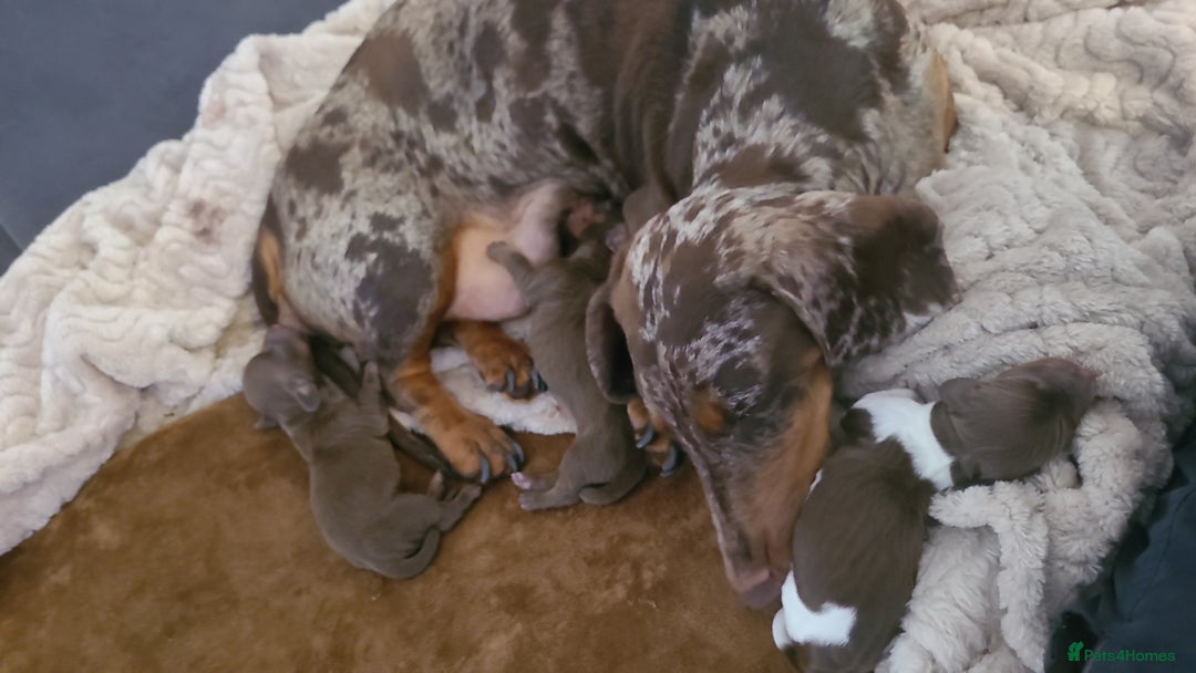 Miniature Dachshund dogs for sale: 3 daschund puppies for sale 2 M 1 F - Image 6