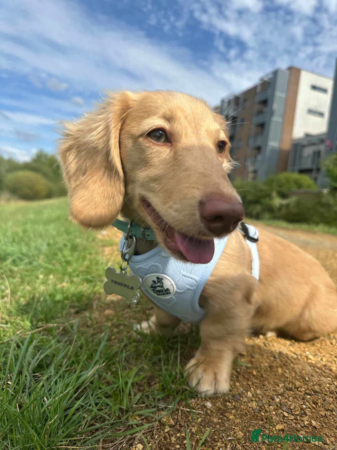 Miniature Dachshund dogs for sale: 9 Month Old Cream long haired Boy (Rehoming) - Advert 6