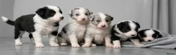 Border Collie dogs for sale: ​Border Collie Pups: Rare Slate Merle & B/W - Advert 2