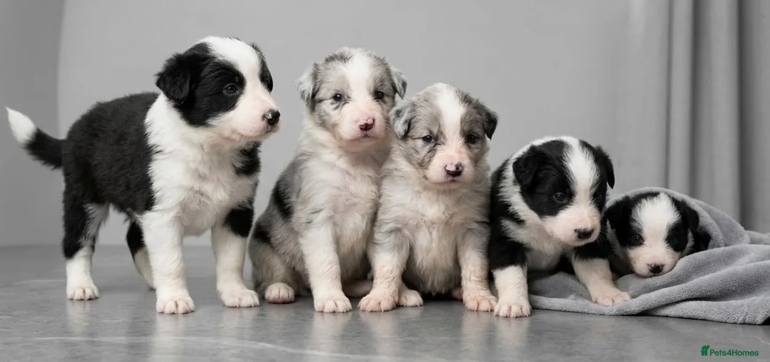 Border Collie dogs for sale: ​Border Collie Pups: Rare Slate Merle & B/W - Advert 2