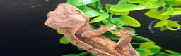 Gecko reptiles for sale: Beautiful Crested Geckos ready for new homes  - Advert 6