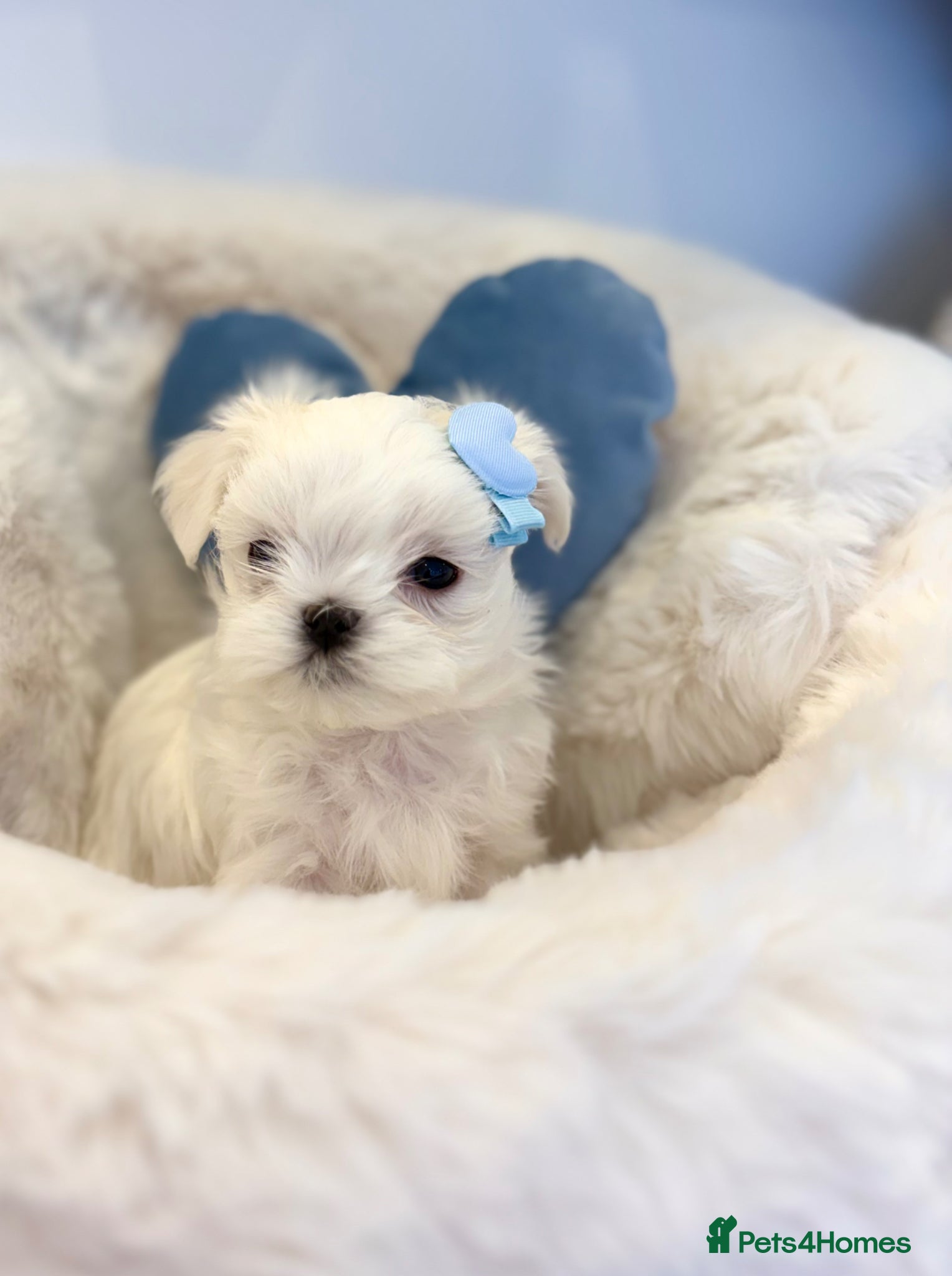 Maltese dogs ✨Beautiful Korean Maltese Puppies🤍 - Advert 2