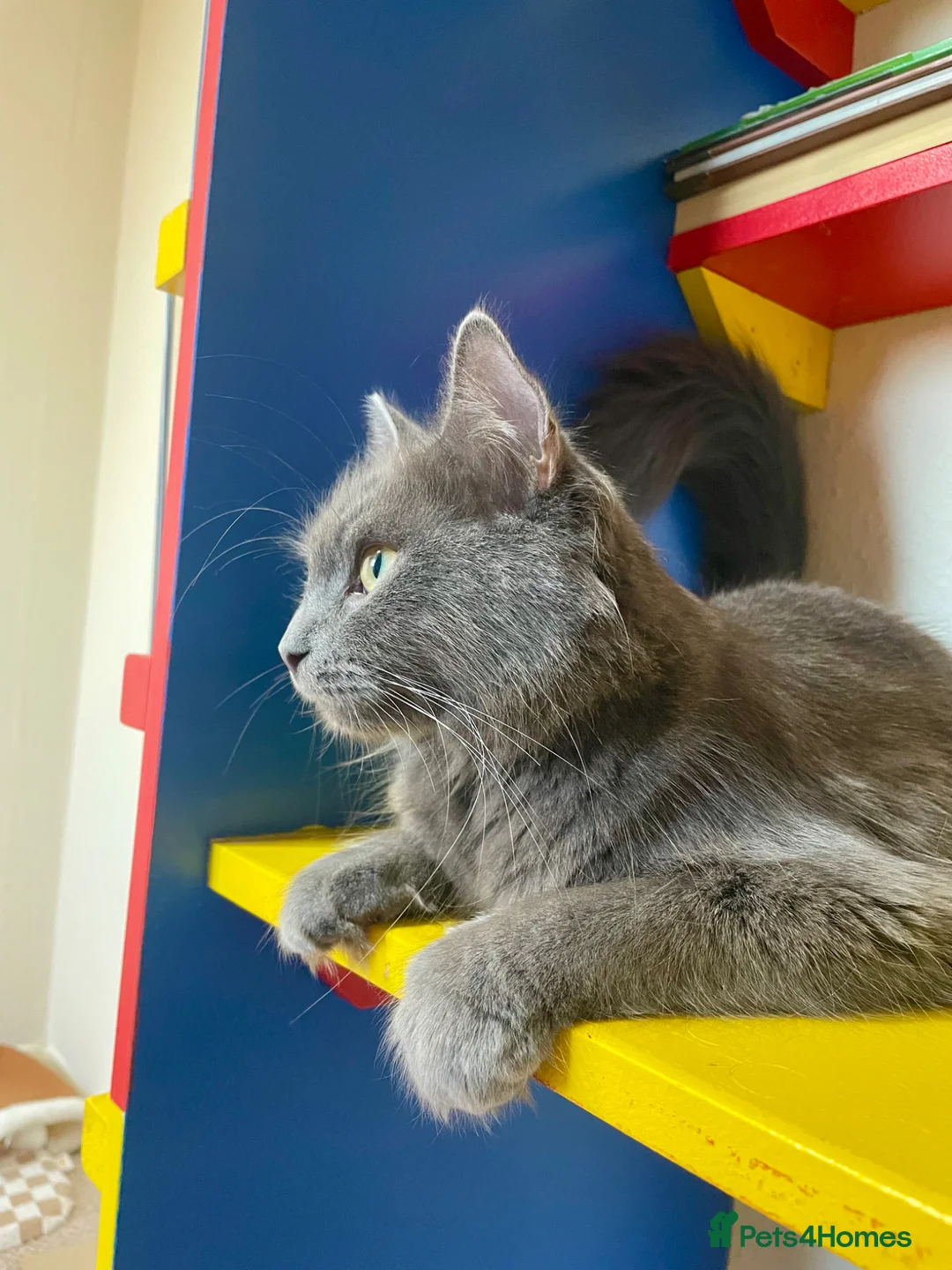 British Longhair cats for sale: Last 2 little boys  - Advert 1