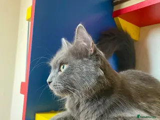 British Longhair cats Last 2 little boys - Advert 12