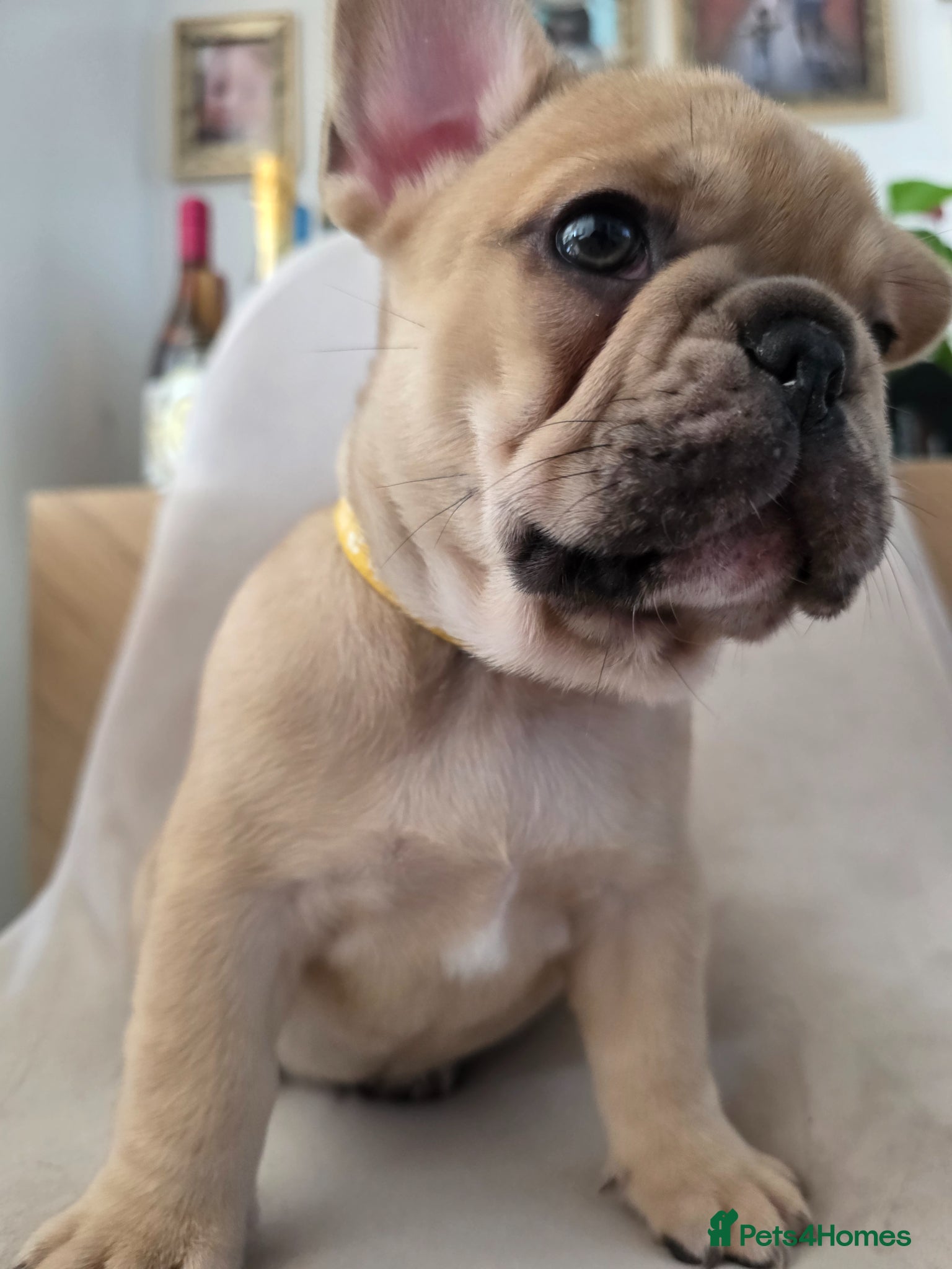 French Bulldog dogs for sale: 🐶 Puppies Ready for Their Forever Homes  - Advert 11