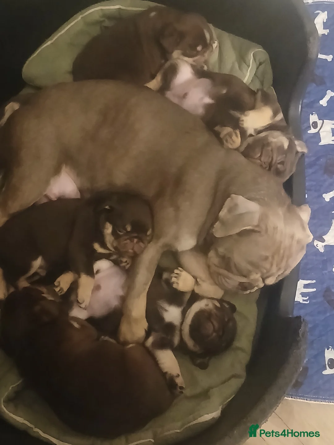 Pug dogs for sale: Chocolate kc registered pug puppies - Advert 7