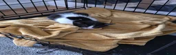 Mixed Breed cats for sale: Lovely sweet boy left - Advert 4