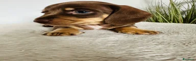 Miniature Dachshund Puppy 1