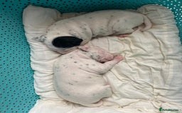 Dalmatian dogs for sale: Beautiful Dalmatian Puppies - Image 5