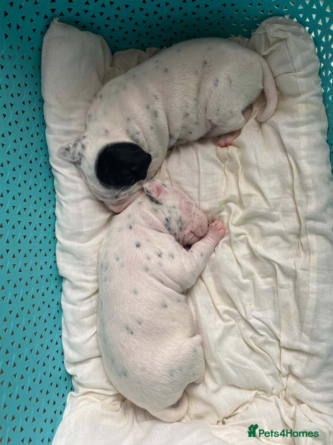 Dalmatian dogs for sale: Beautiful Dalmatian Puppies - Image 5