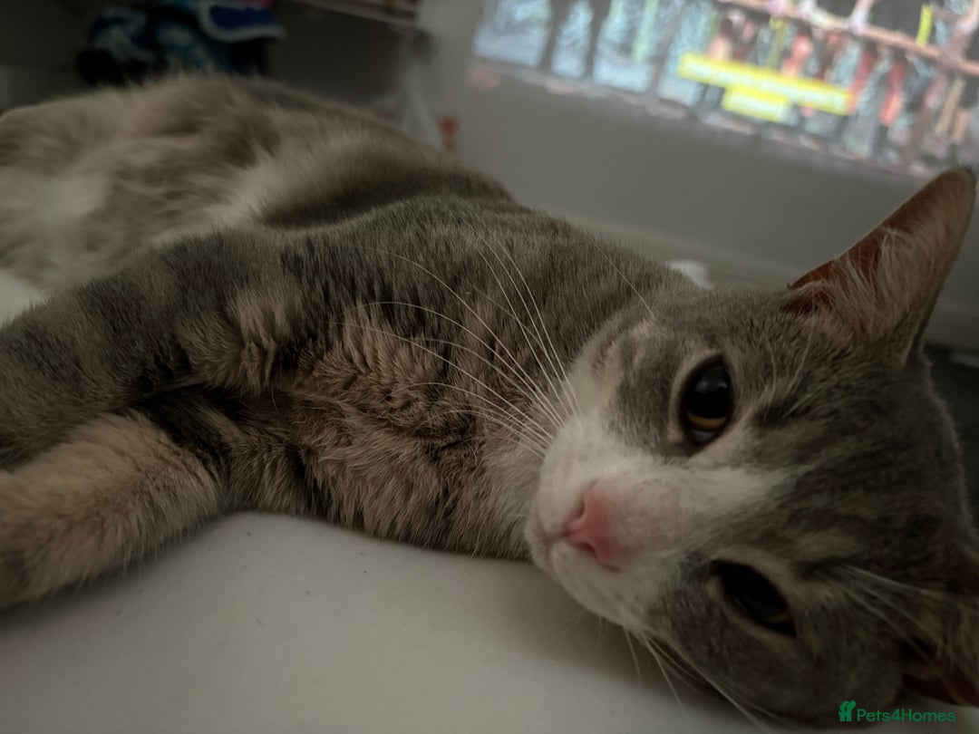 American Shorthair cats for sale: kitten for sale - Advert 2